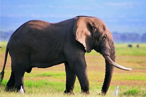 大象pc娱乐系统,引领数字娱乐新潮流